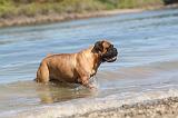 BULLMASTIFF 057